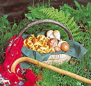 Pilze sammeln